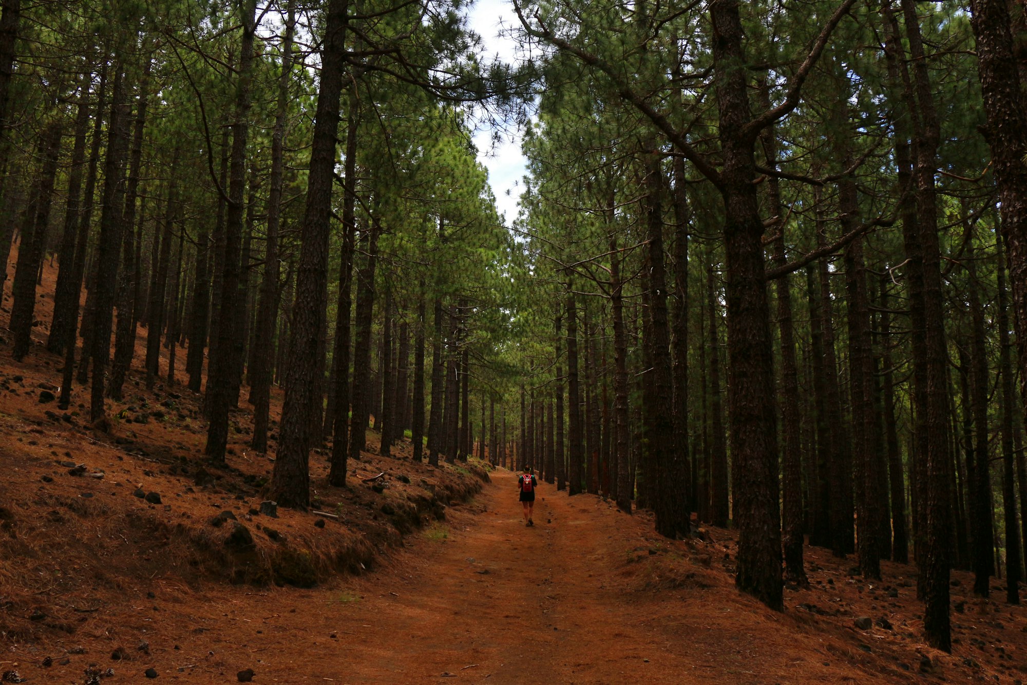 Getting Lost in the Forest