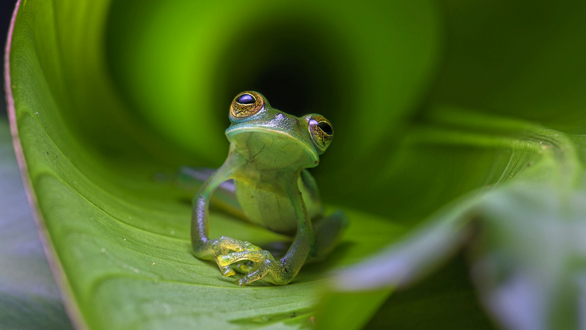 Green Emerald glass frog on a leaf on a blurred background