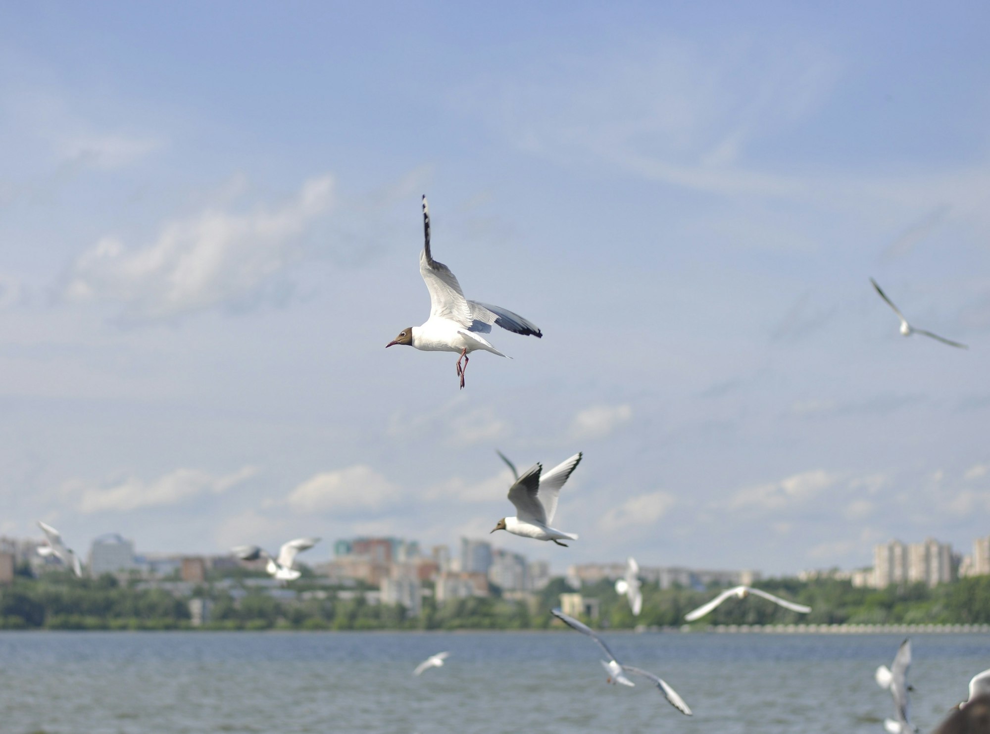 Gulls fly over the water. On the shore of the pond you can see the city.