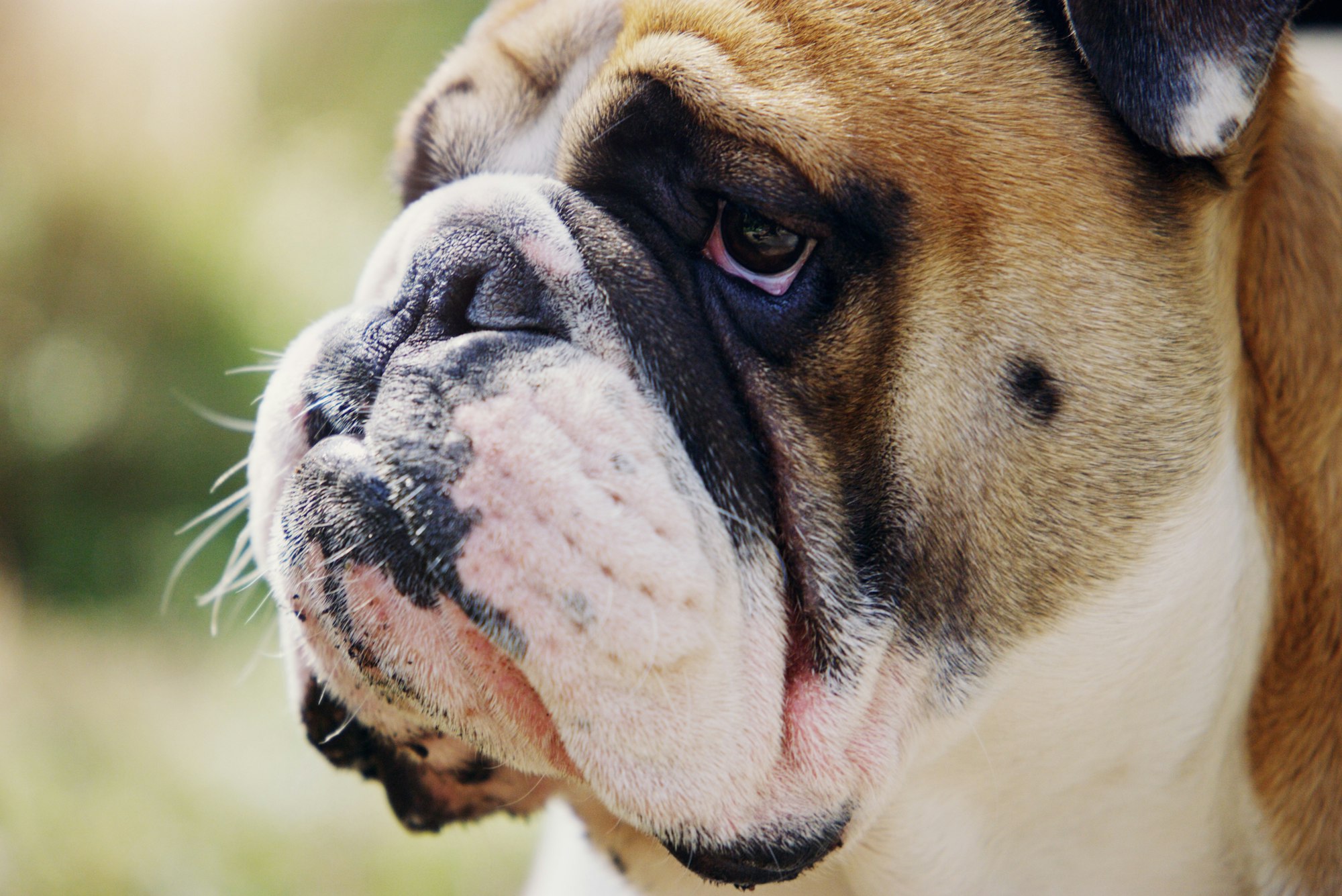 Im taking over the park today. Closeup shot of a bulldog outdoors.