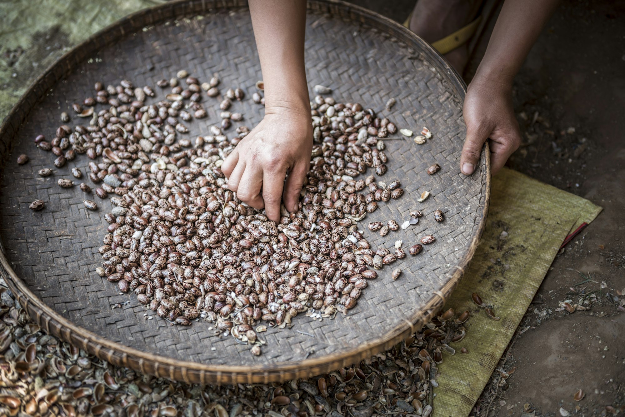 Portrait of a woman sorting seeds in the hills around Hsipaw Township, Shan State, Myanmar (Burma)