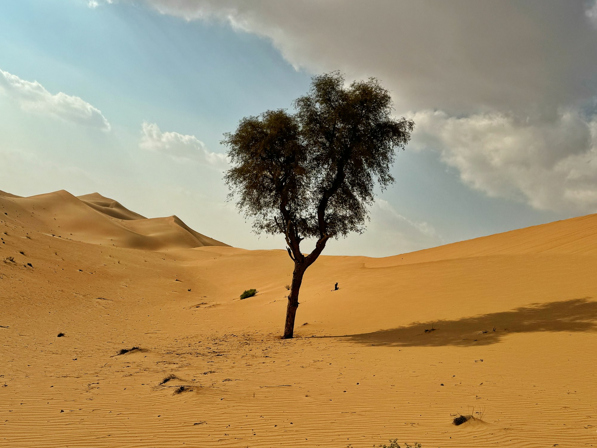 Red sand desert sand dunes landscape sandscape with a cyprus tree and shadow in the foreground