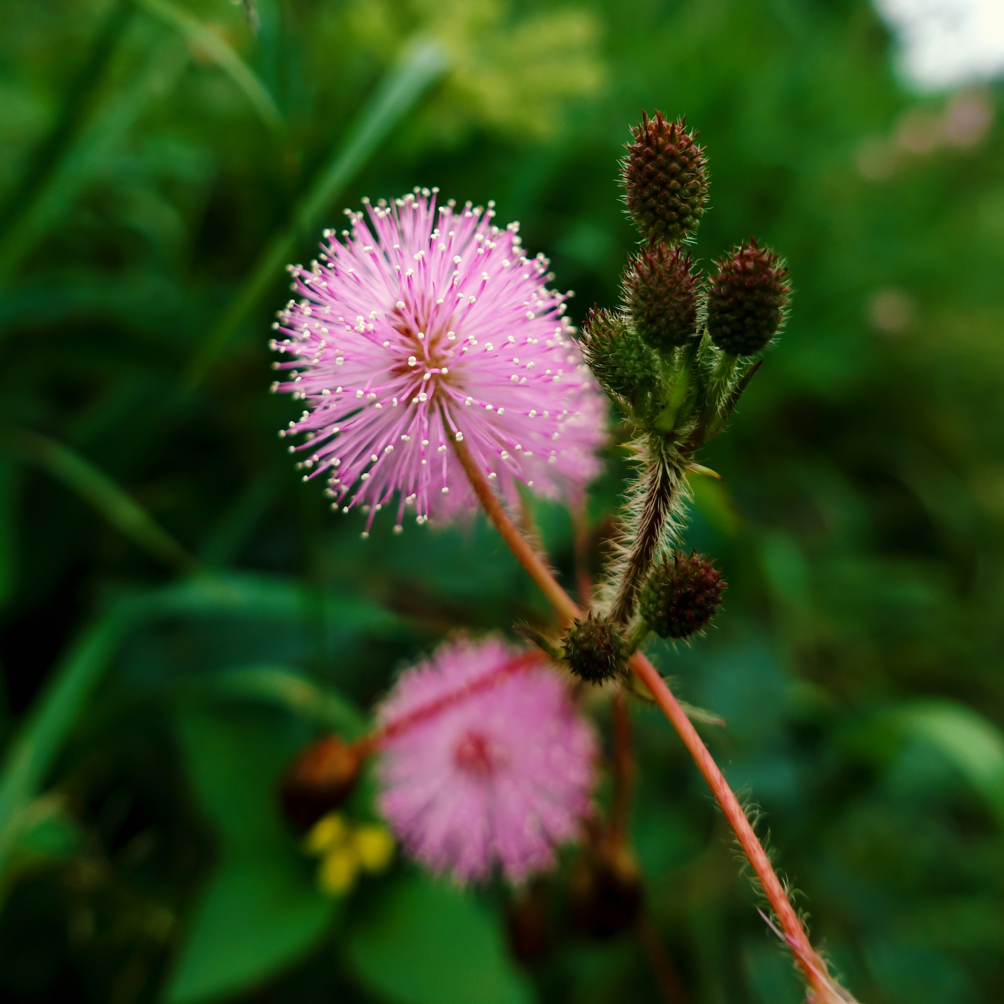 Shame plant flower