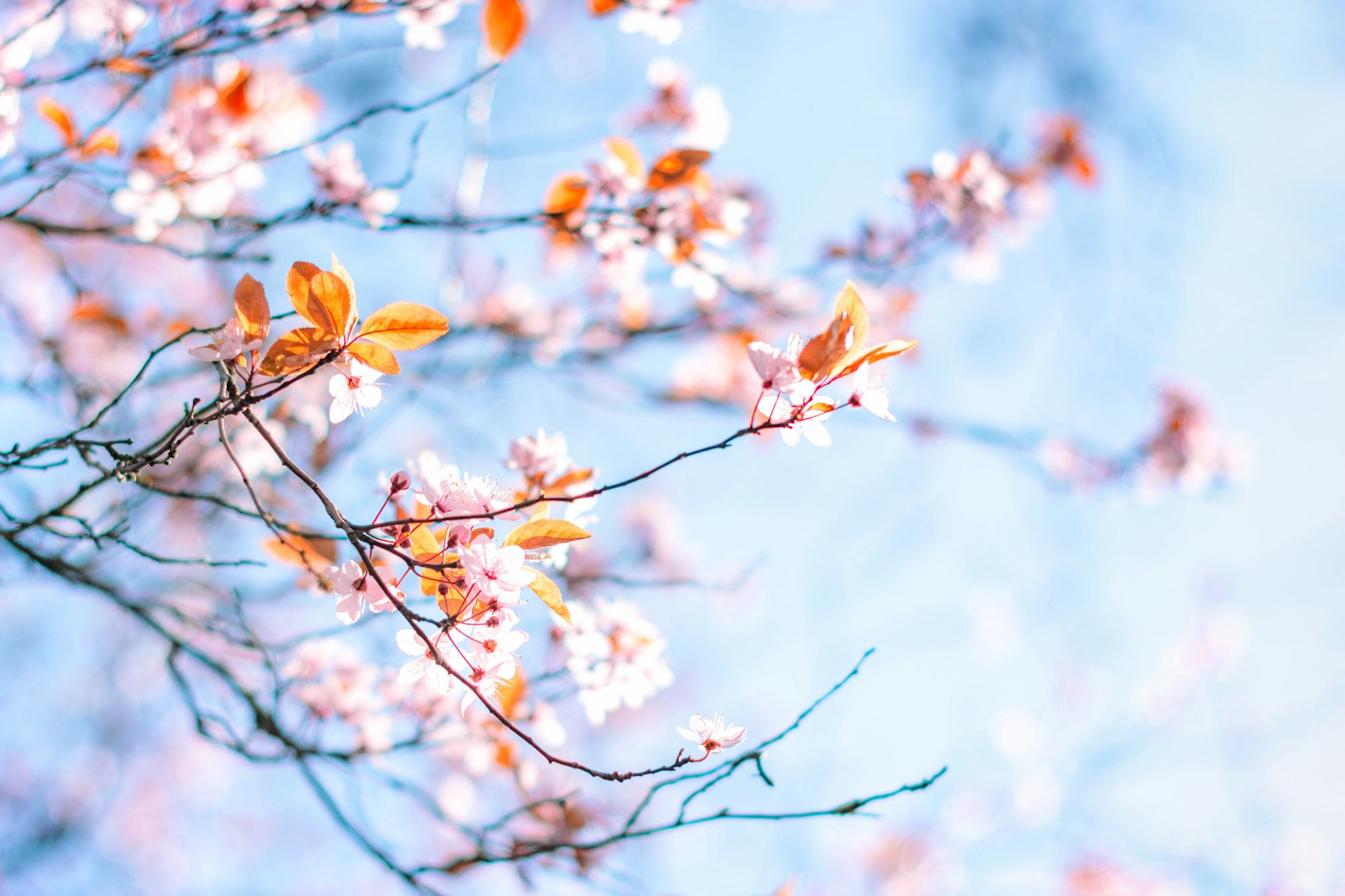 Spring in Leicester