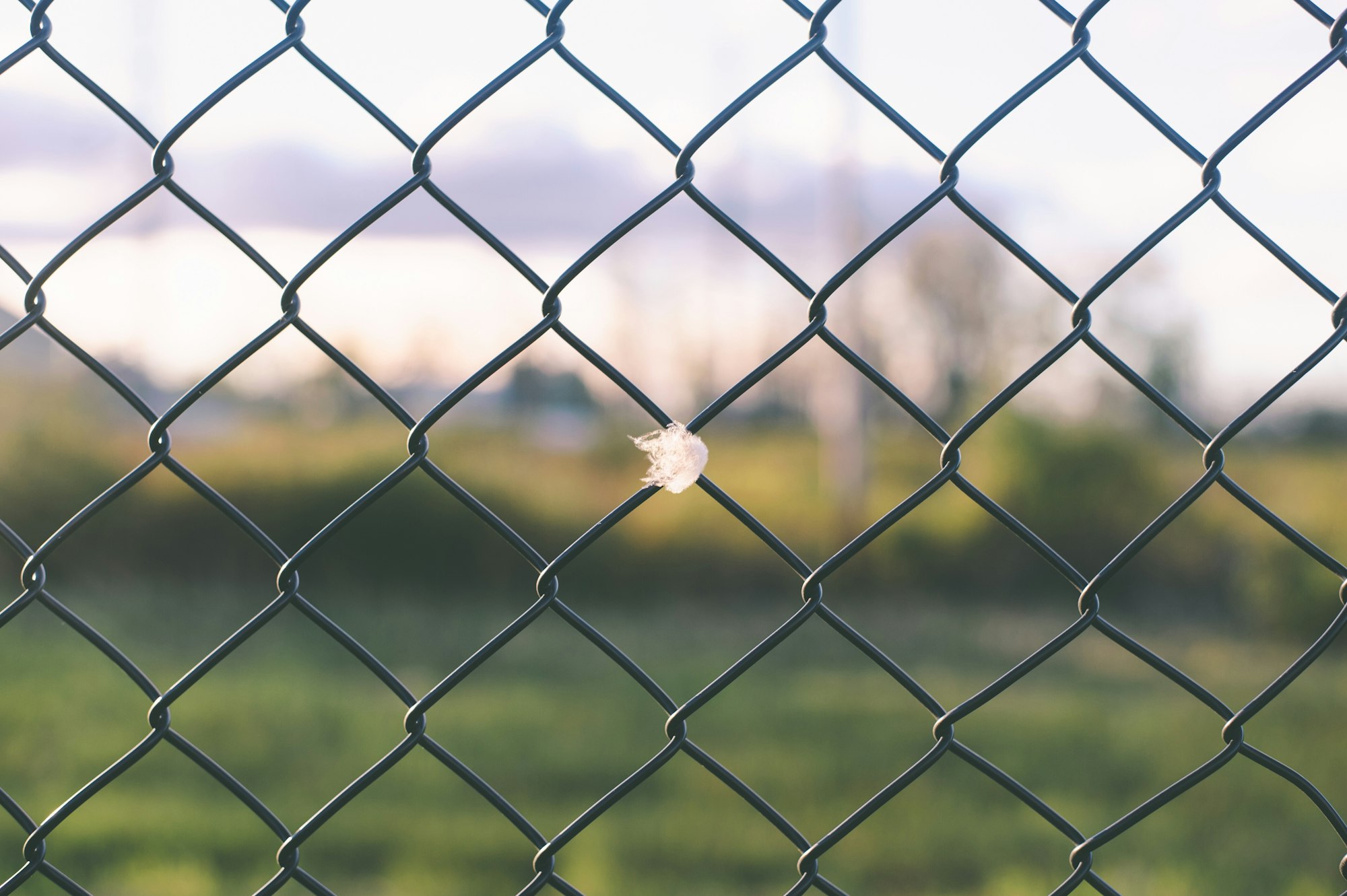 Web caught in wired fence