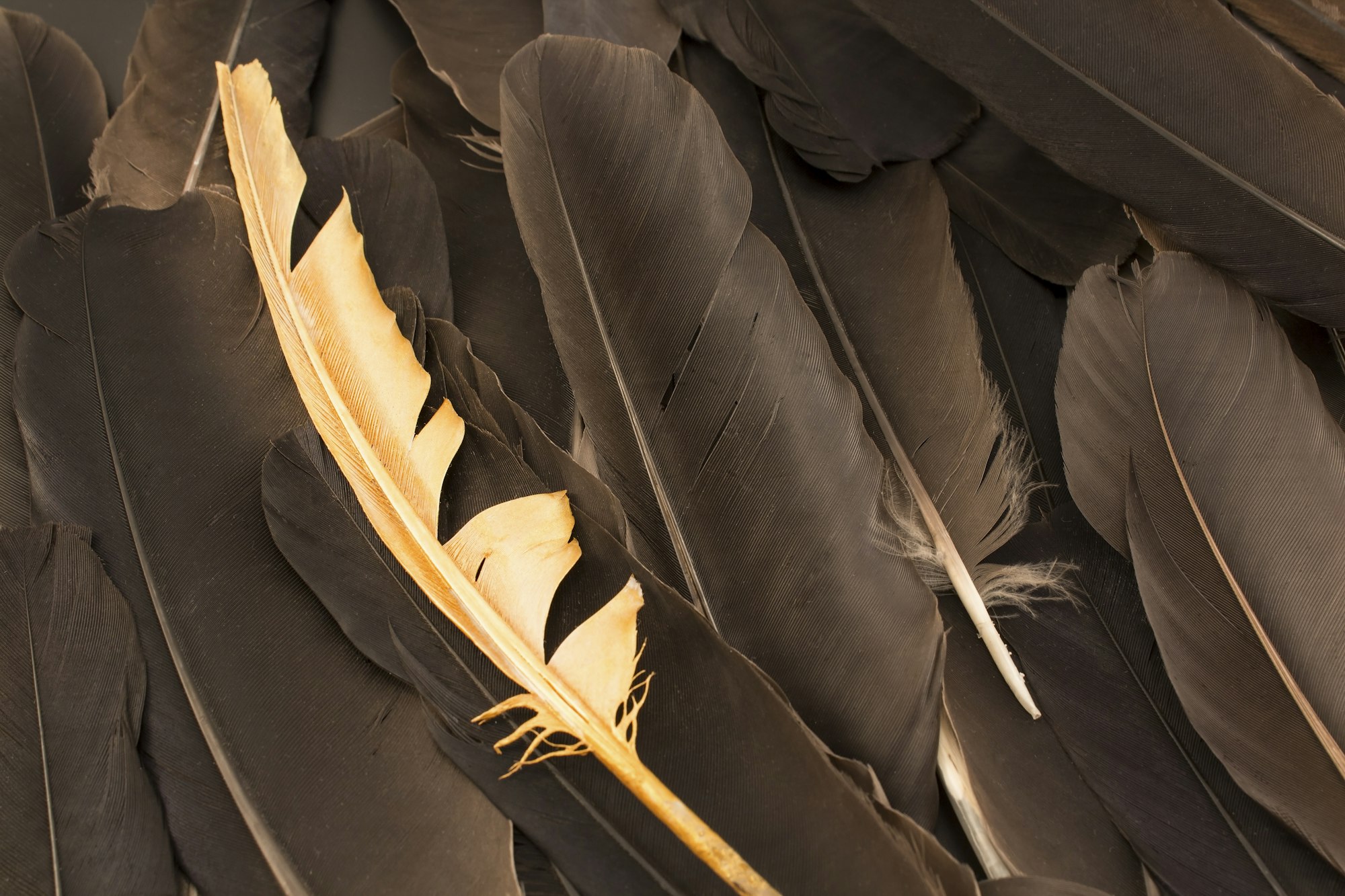 Concept of Individuality, Feathers