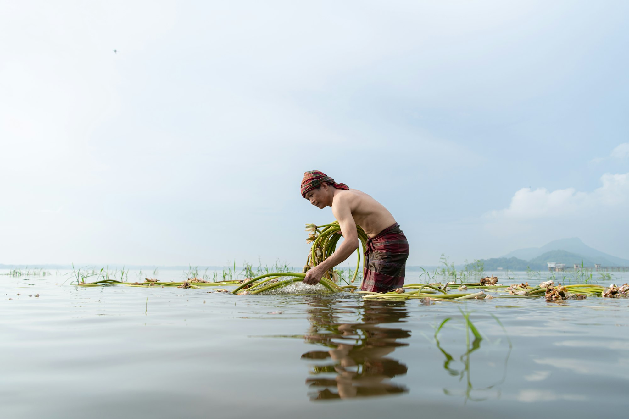 Farmer harvesting lotus in the lake to be used in cooking, Rural Thailand living life concept