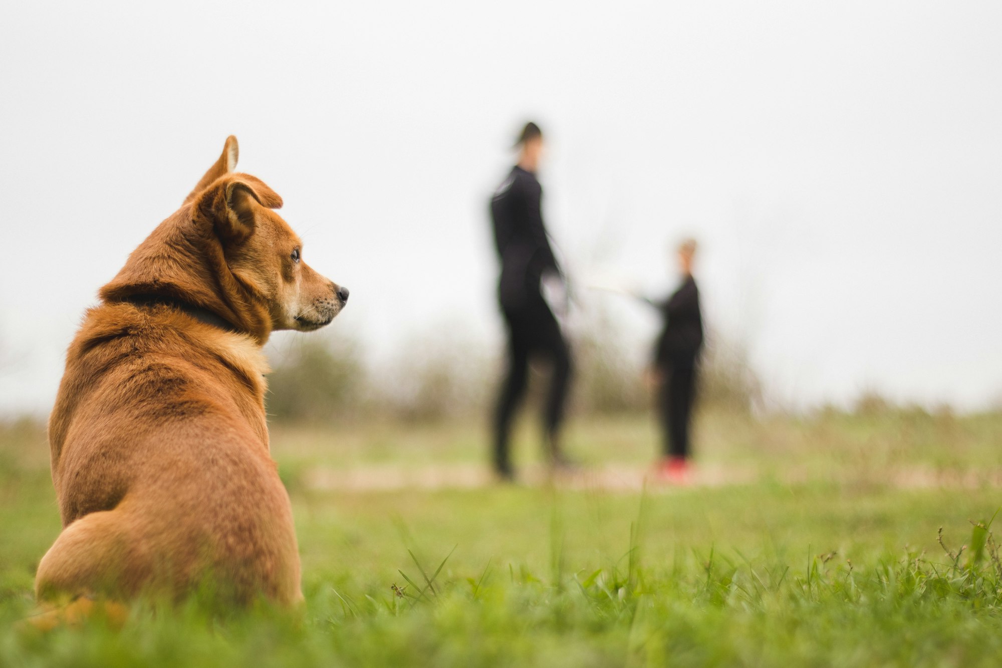 What is this dog thinking?